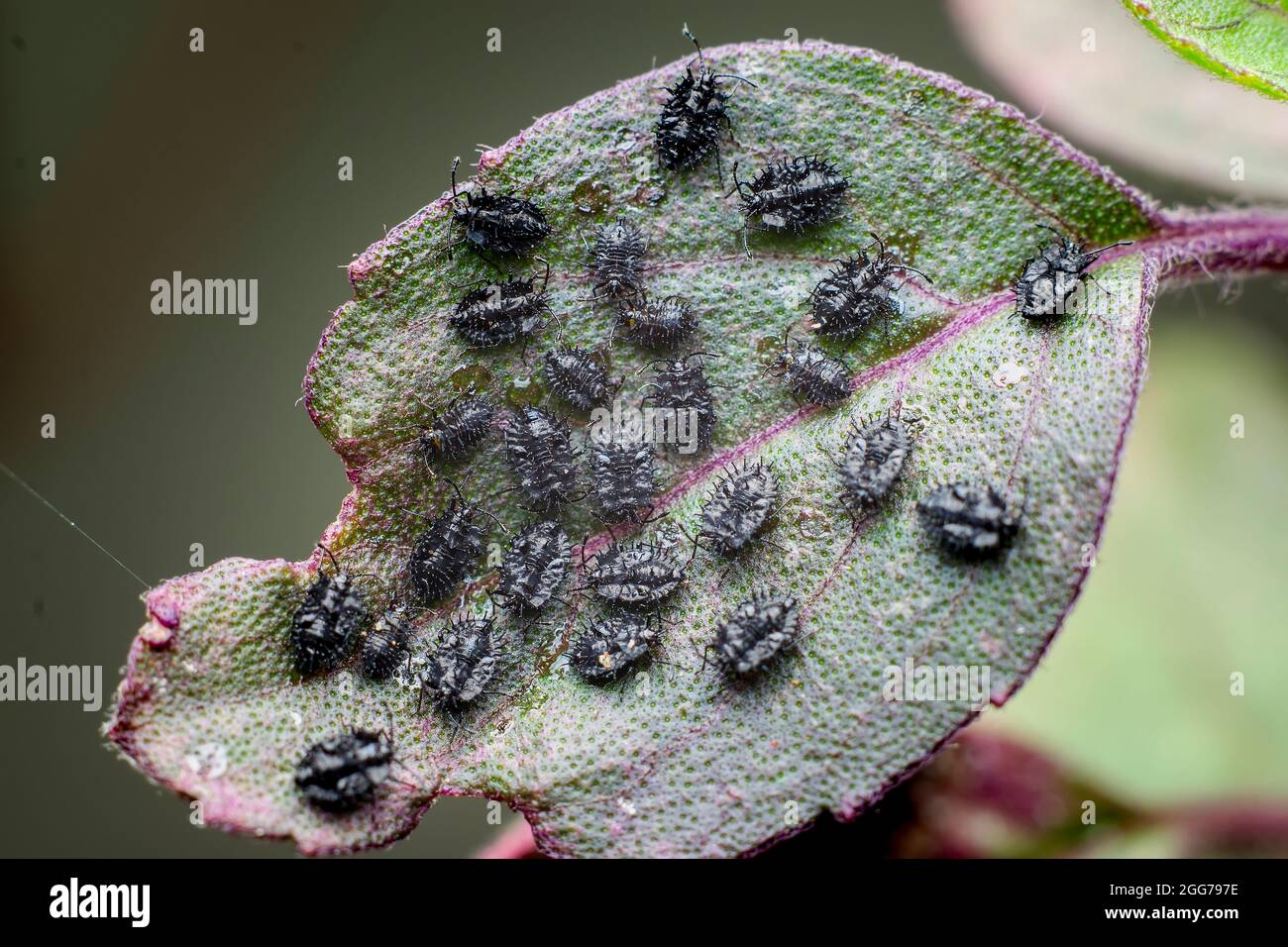 La colonie de nymphes de psyllides noires sur la feuille de la plante sainte de basilic.Ces insectes sont également connus sous le nom de poux de plante de saut.Ces insectes endommagent les feuilles. Banque D'Images