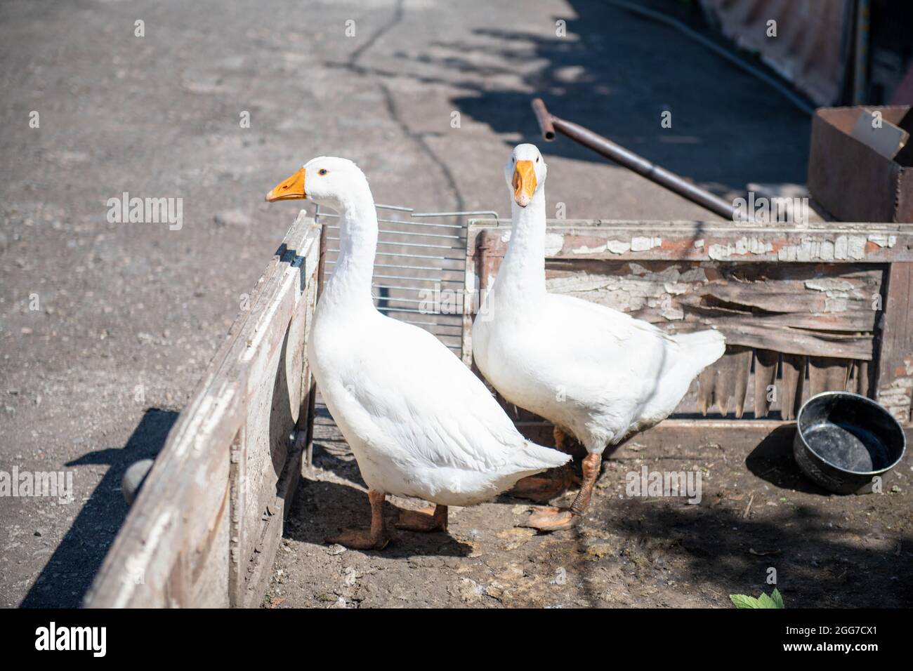 deux oies blanches marchant dans le enclos Banque D'Images