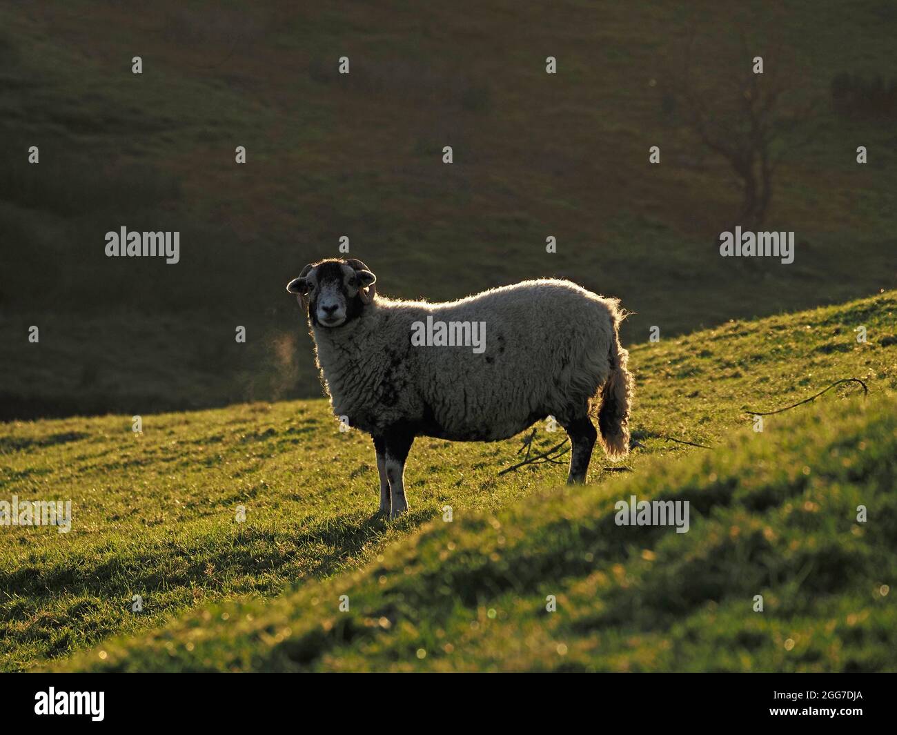 Forme de vapeur souffle de moutons de colline à fond noir rétro-éclairé paître sur un pré vert lumineux à Cumbria, Angleterre, Royaume-Uni Banque D'Images