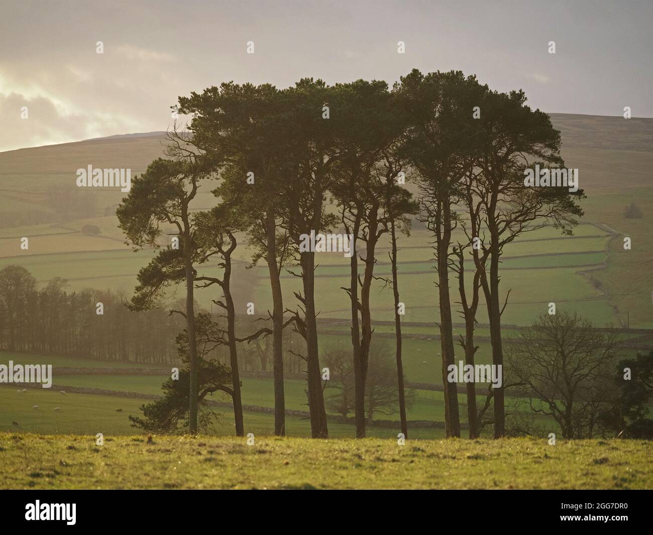 Grand peuplement robuste de Pinus sylvestris matures ensoleillées, pin sylvestre, alias pin écossais, pin rouge européen, en Cumbria, Angleterre, Royaume-Uni Banque D'Images