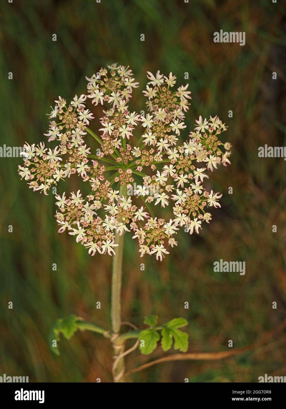 Motif de fleurs vertes et crème de umbellifer avec plusieurs ombelles Cumbria, Angleterre, Royaume-Uni Banque D'Images