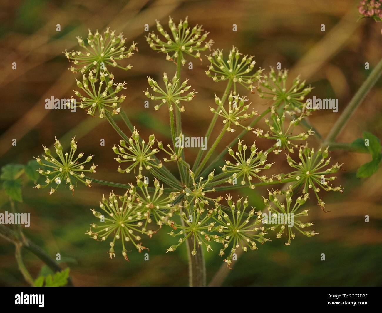 Motif de fleurs vertes et crème de umbellifer avec plusieurs ombelles Cumbria, Angleterre, Royaume-Uni Banque D'Images