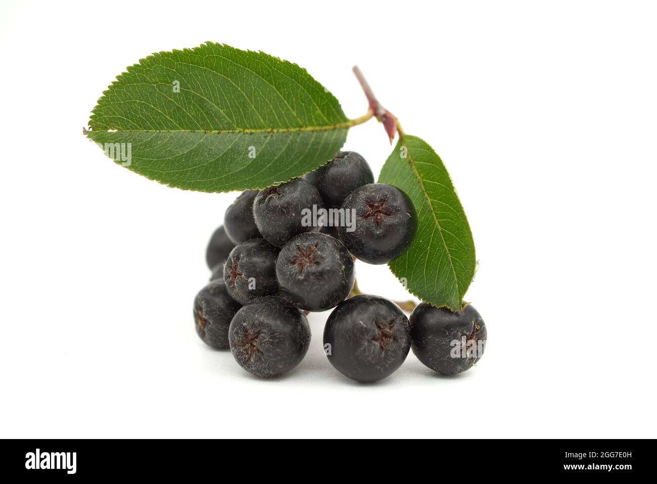 Aronia melanocarpa, appelé le chois noir isolé sur fond blanc Banque D'Images