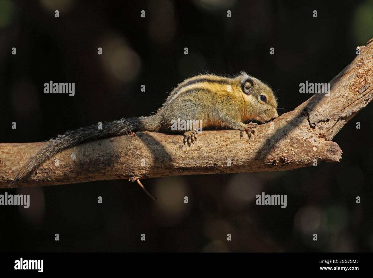 Écureuil rayé de l'Himalaya (Tamiops mcclellandii) adulte sur la branche morte Kaeng Krachen, Thaïlande Février Banque D'Images