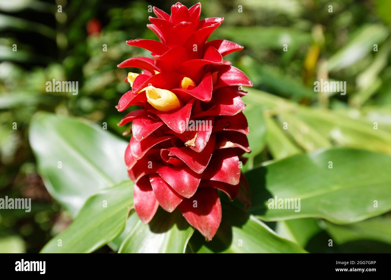 Tête indienne Ginger fleur vue dans le jardin tropical situé près de fort de France, capitale de l'île de la Martinique. Antilles françaises. Banque D'Images