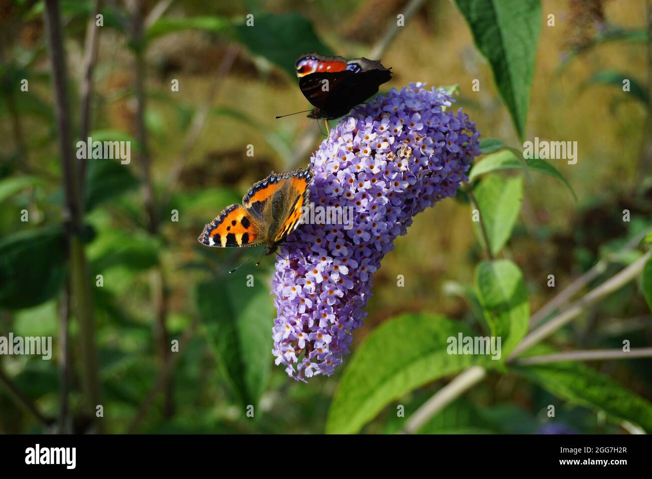 Papillons sur Buddleja davidi Banque D'Images