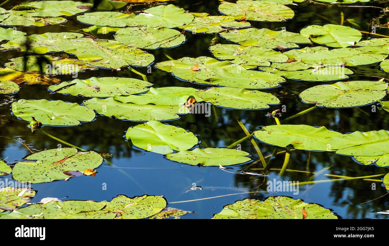 Paysage avec des mauvaises herbes à la surface de l'eau Banque D'Images