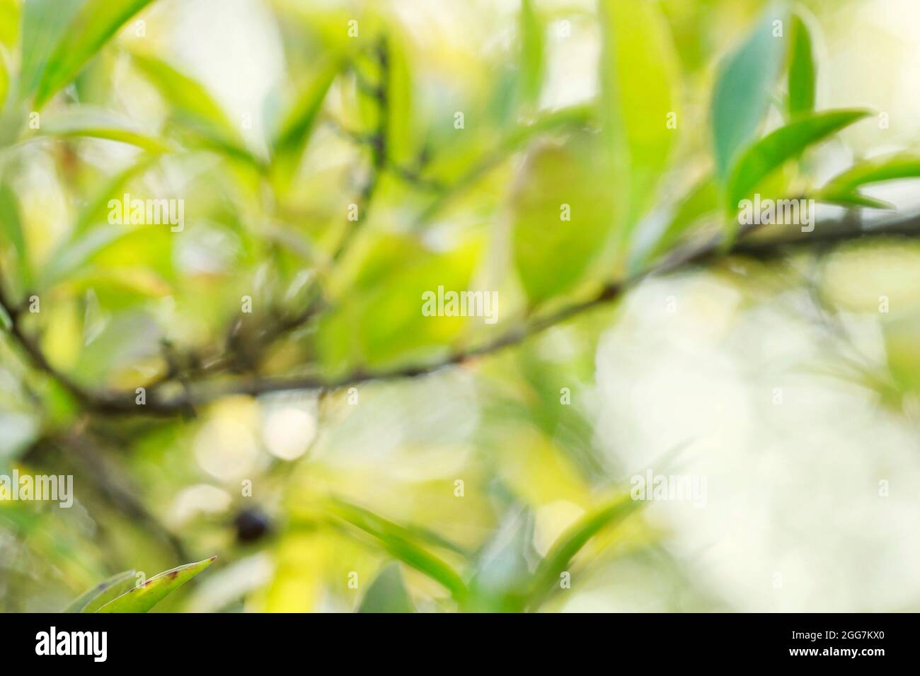 Arrière-plan vert flou avec des feuilles d'olive. Verger d'été. Ressources graphiques Banque D'Images