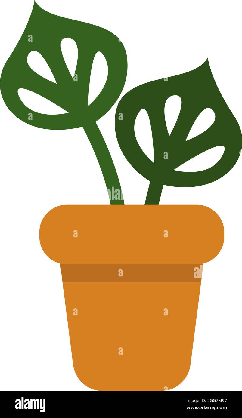 Plante de Monstera dans un pot, illustration d'icône, vecteur sur fond blanc Illustration de Vecteur