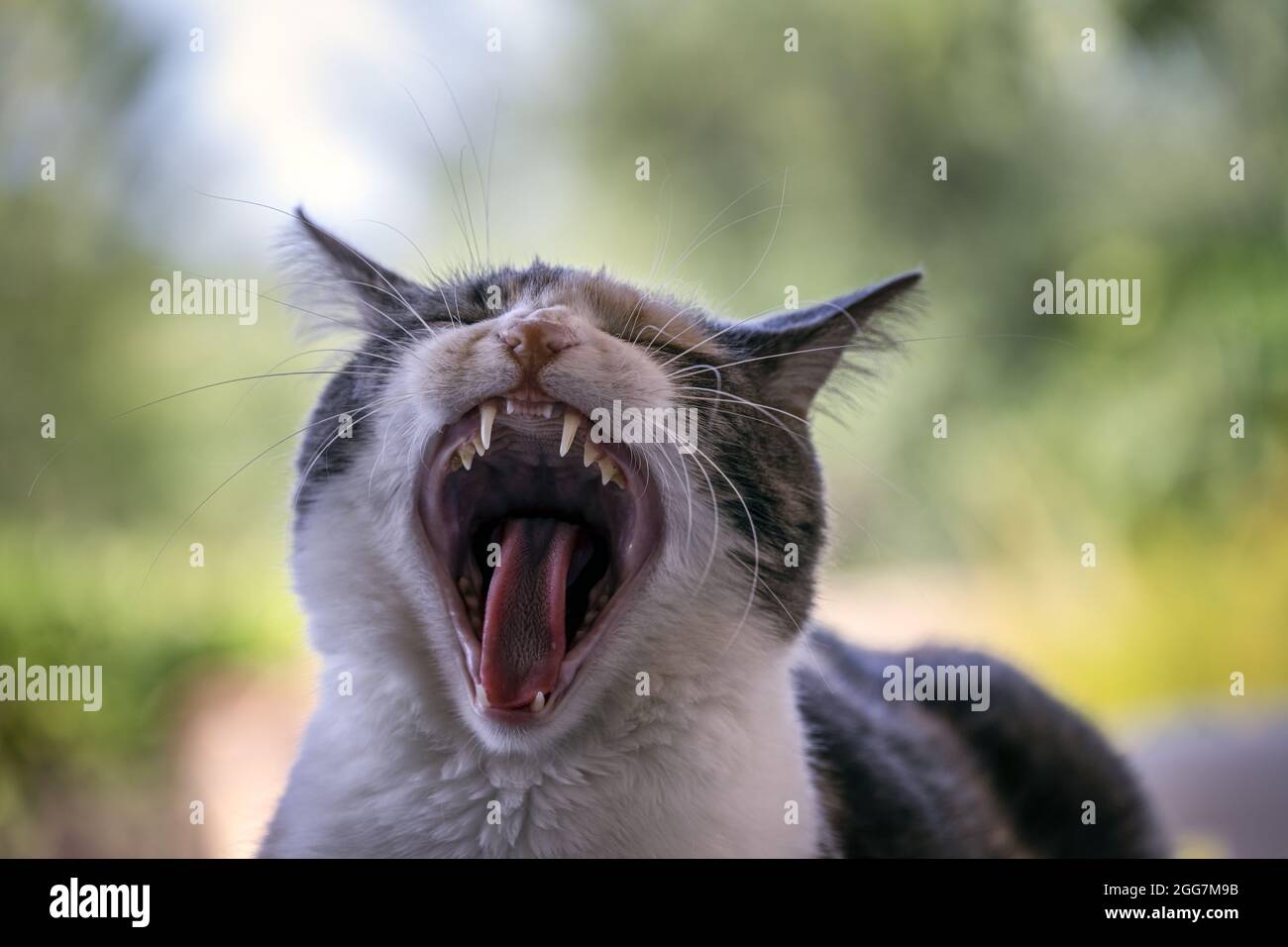 Portrait d'un chat tricolore calico extérieur bâillonnage, gros plan Banque D'Images