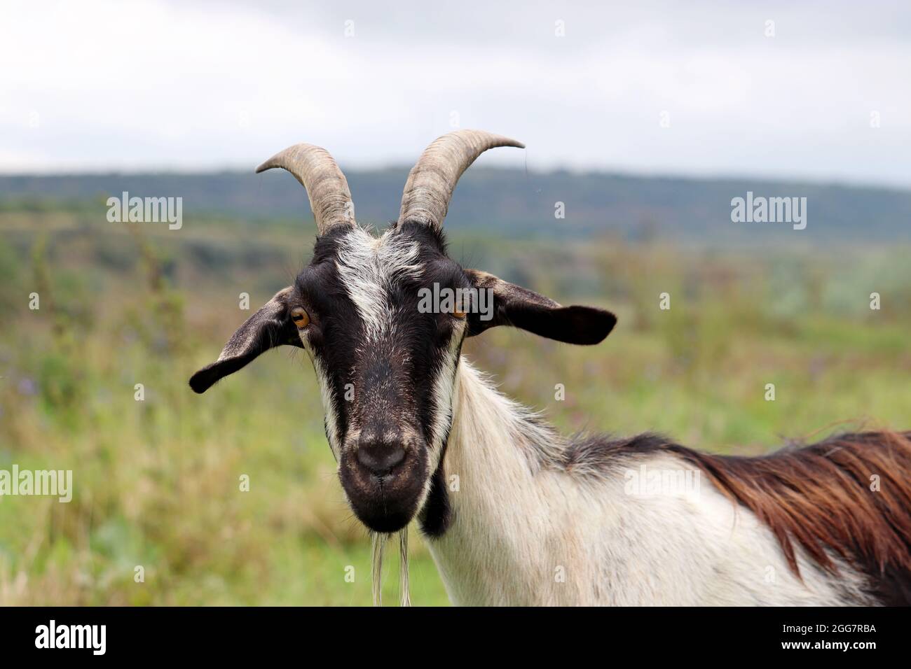 Portrait de chèvre sur fond de nature. Chèvre corné avec tête noire regardant l'appareil photo debout sur un pré Banque D'Images