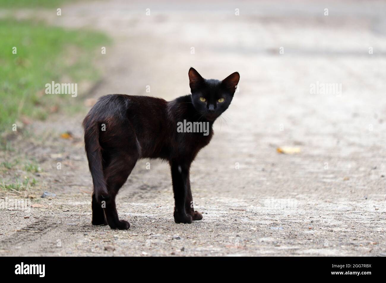 Chat noir traversant la rue et regardant la caméra Banque D'Images