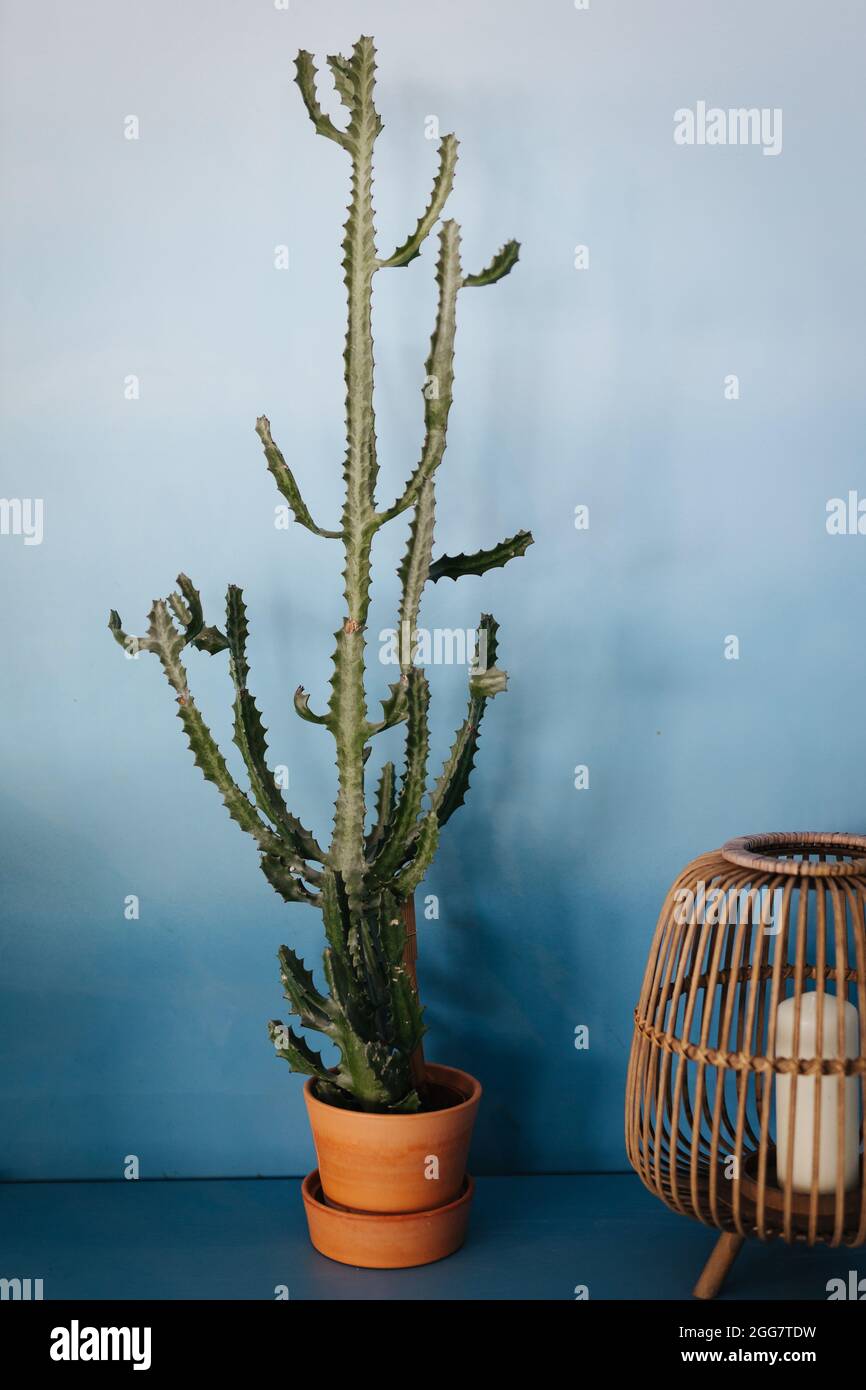 Cactus dans un pot de fleurs devant un mur bleu vide Banque D'Images
