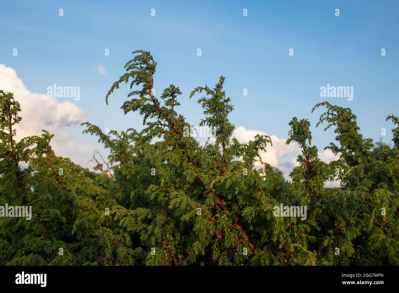 arbre de genévrier (Juniperus procera) dans l'environnement forestier sauvage, couramment utilisé en médecine populaire Banque D'Images