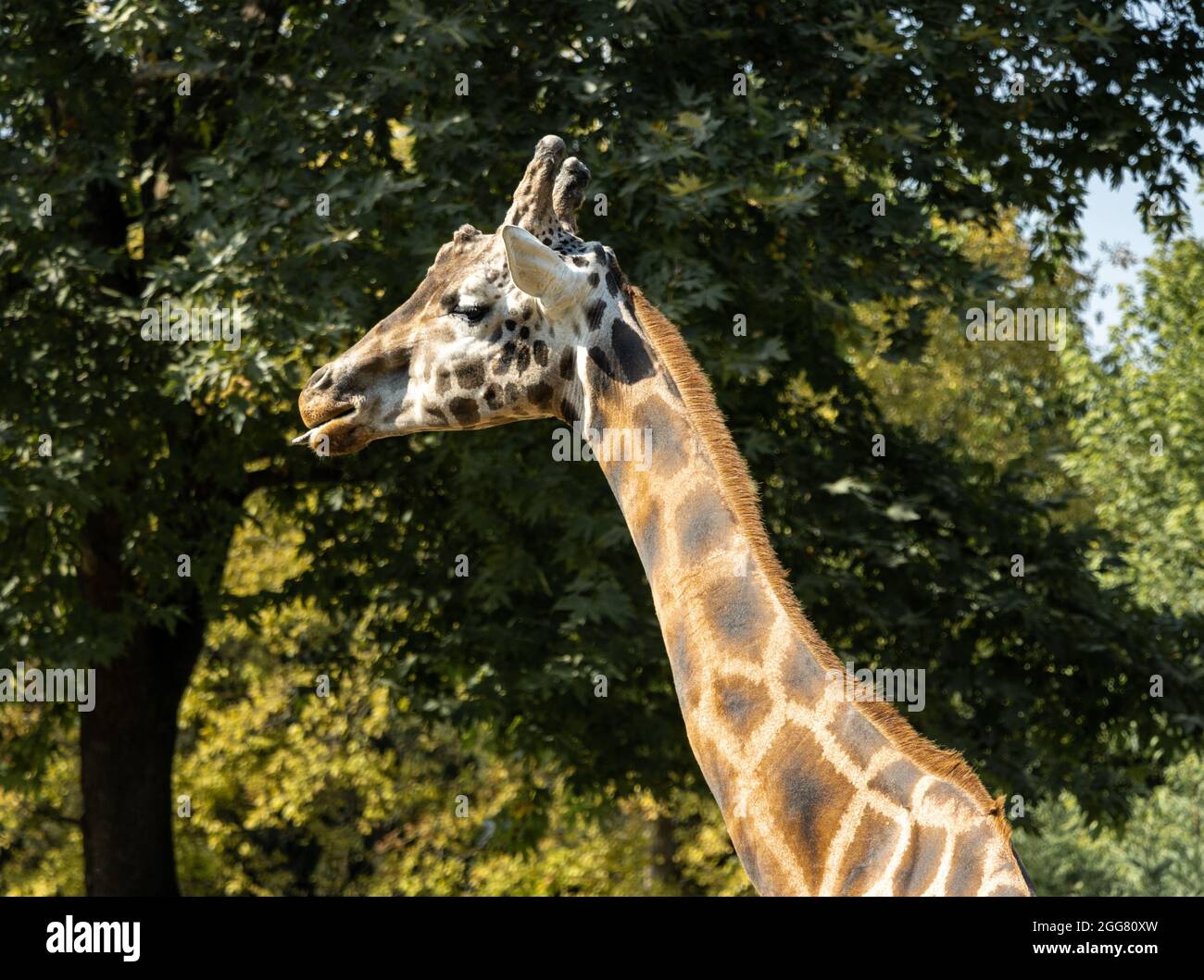 Une girafe dans la forêt verte Banque D'Images