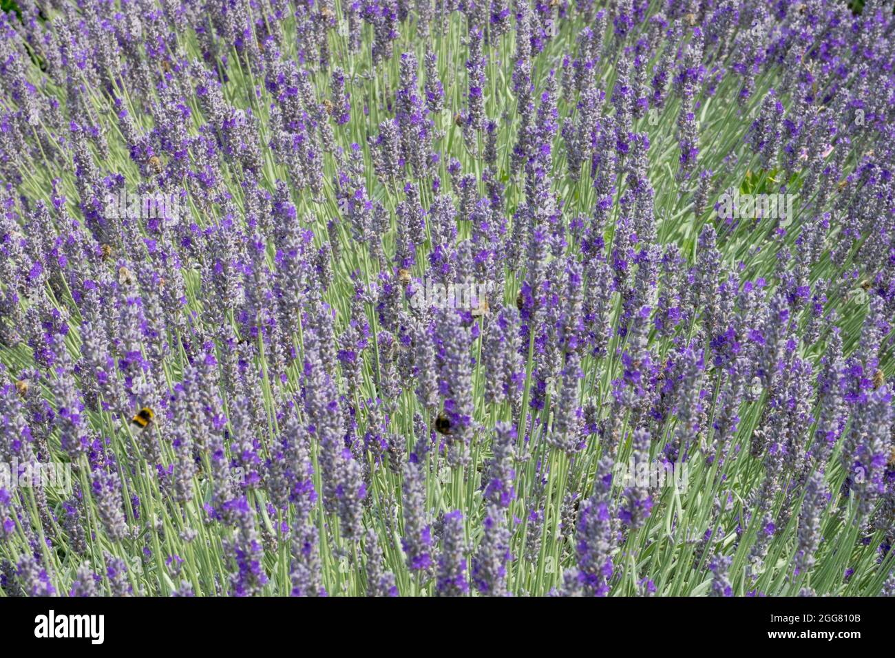 Lavandula x intermedia Banque D'Images