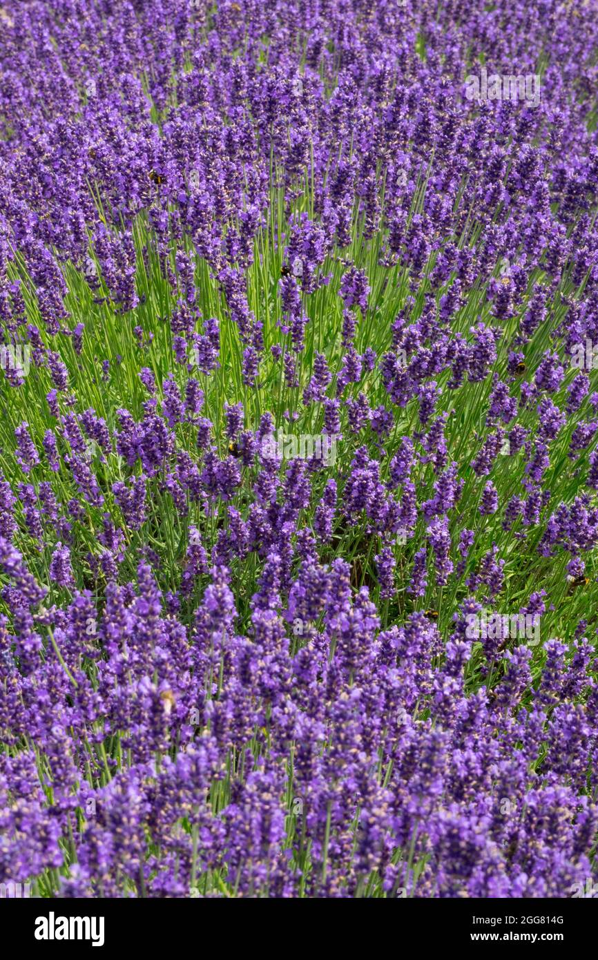 Jardin de lavande anglais Lavandula « Bleu hidcote » Banque D'Images