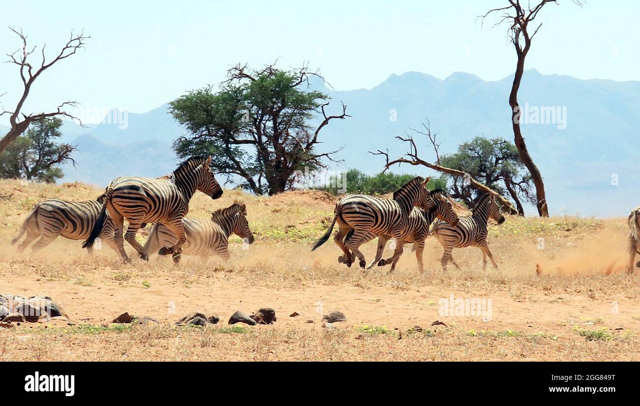 Zèbres des plaines sauvages (Equus quagga) se bagarant dans la chaleur du soleil à la réserve naturelle de NamibRand en Namibie Banque D'Images