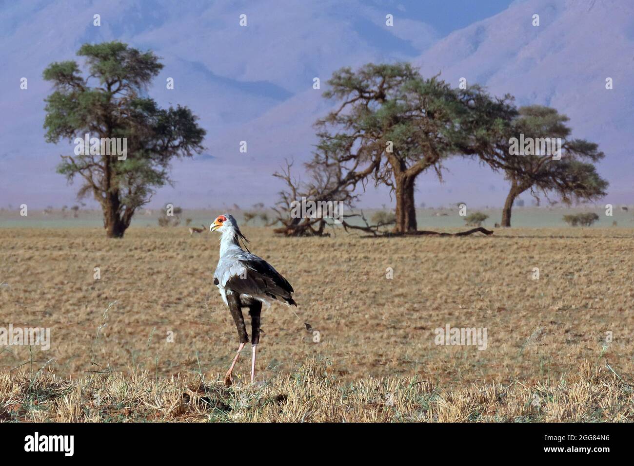 Un oiseau secrétaire (Sagittaire serpentarius) qui traverse l'herbe sèche de la réserve naturelle de NamibRand, région de Hardap, Namibie Banque D'Images