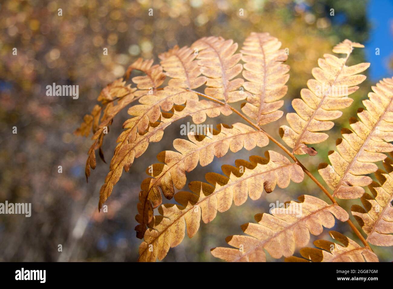 Single Leaf of Autumn ou Fall Fern dans les couleurs saisonnières sur le sol Banque D'Images