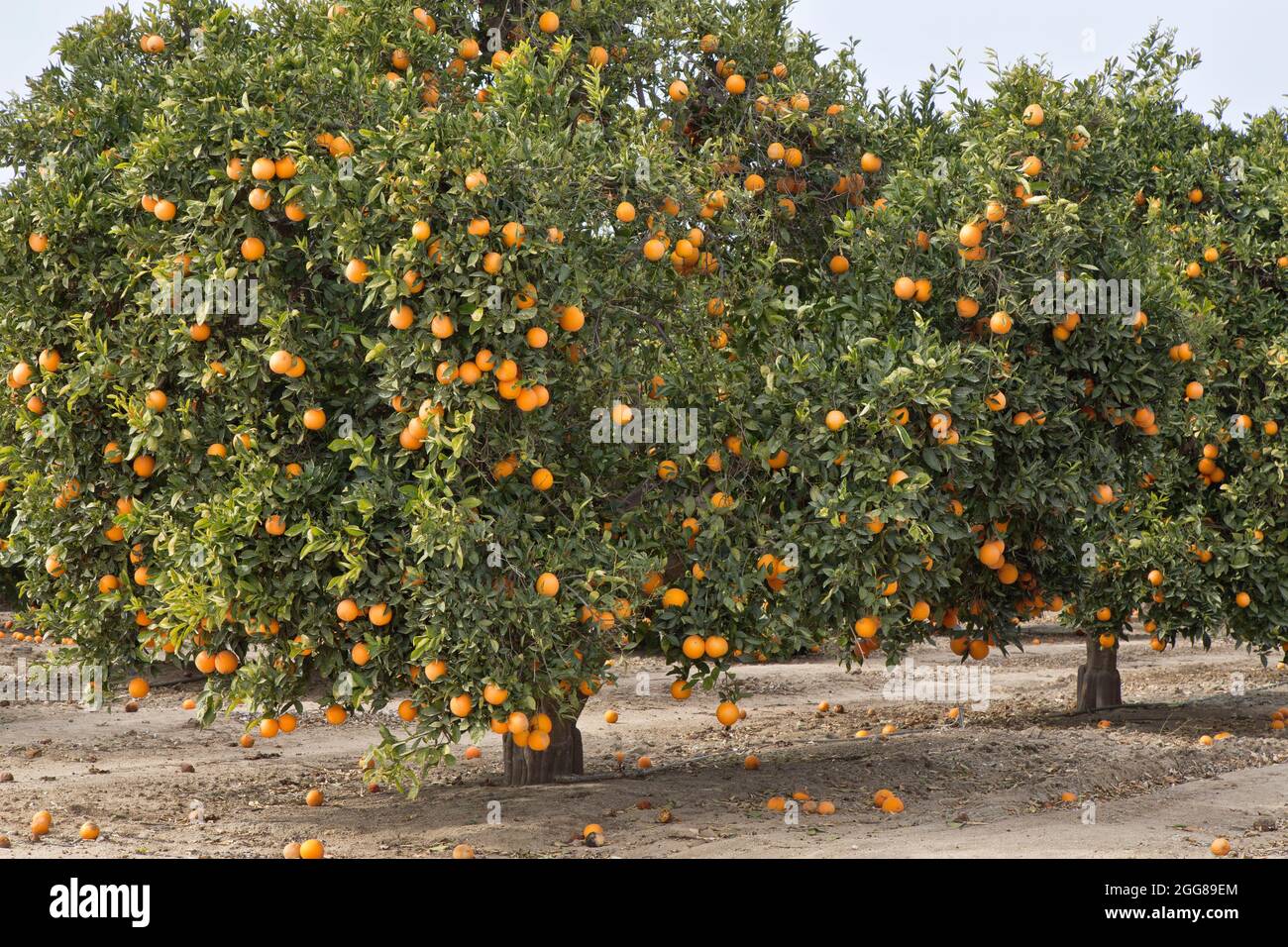 Maturation des oranges de Valence sur des arbres 'Citrus sinensis', comté de Kern. Banque D'Images