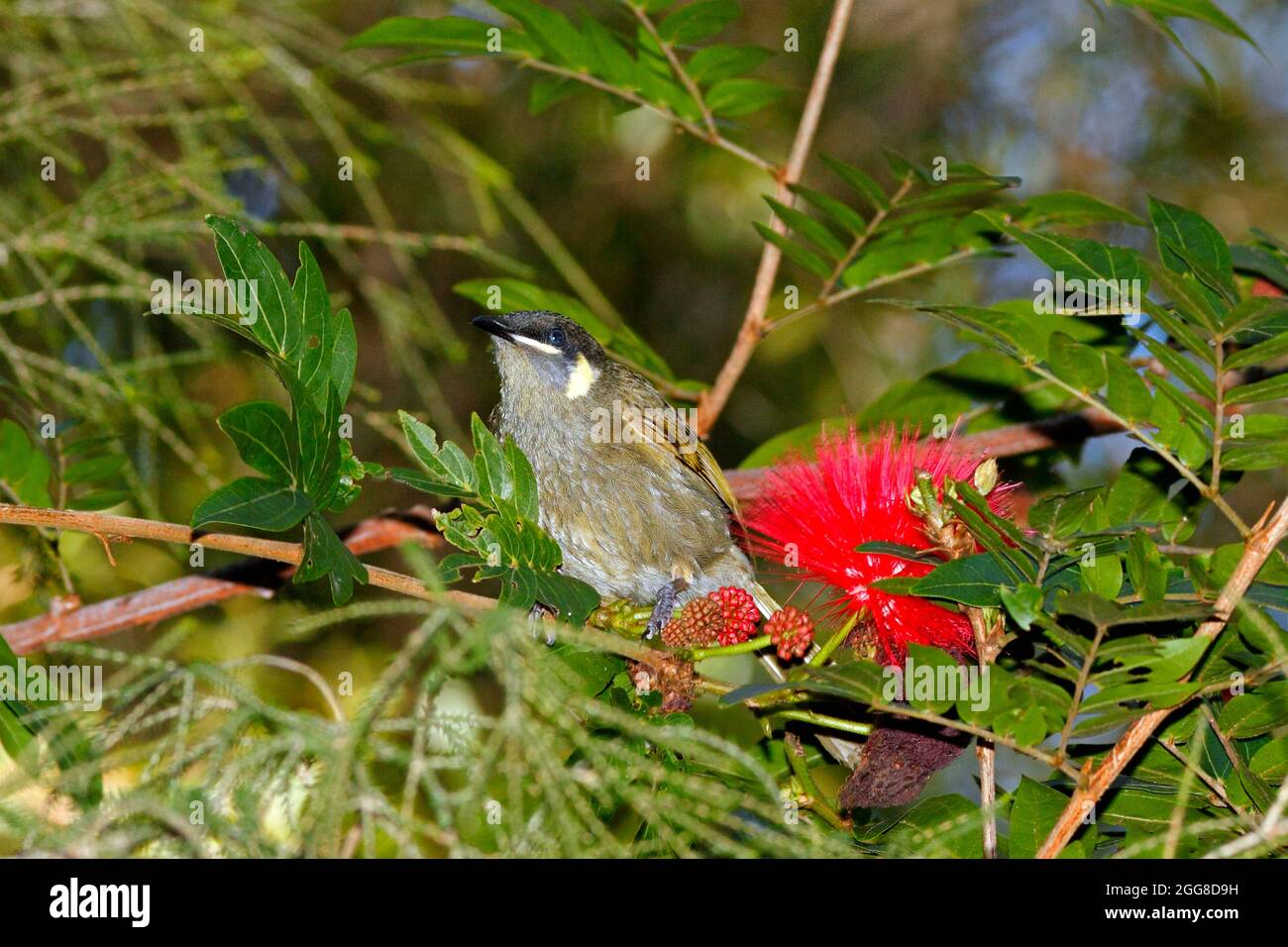 Le Honeyeater de Lewin, Meliphaga lewinii. Parfois appelé Bananabrid ou Orange-oiseau. Coffs Harbour, Nouvelle-Galles du Sud, Australie Banque D'Images