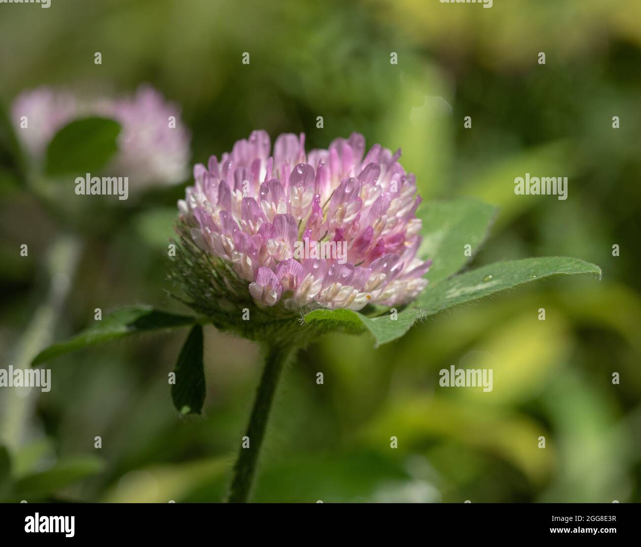 Un gros plan du trèfle rouge (Trifolium pratense) Banque D'Images
