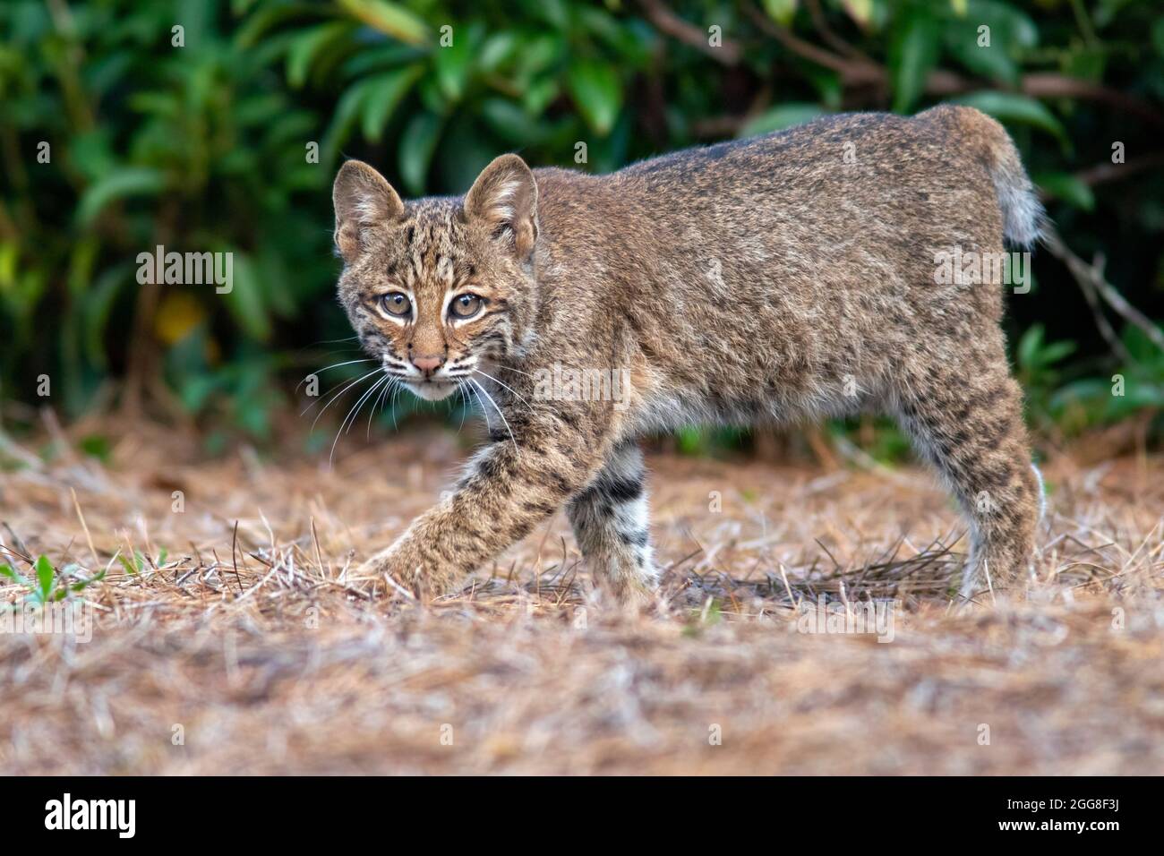 Chaton sauvage de Bobcat (Lynx rufus) - Brevard, Caroline du Nord, États-Unis Banque D'Images