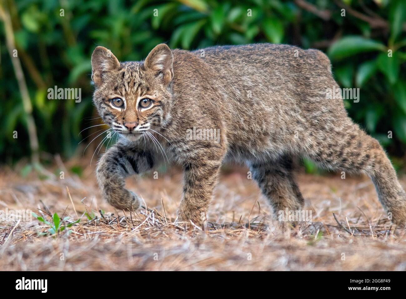Chaton sauvage de Bobcat (Lynx rufus) - Brevard, Caroline du Nord, États-Unis Banque D'Images