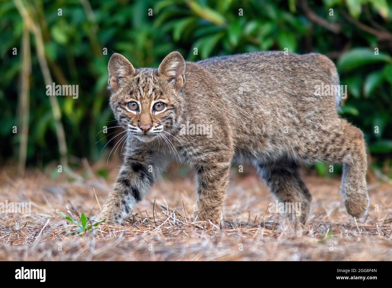 Chaton sauvage de Bobcat (Lynx rufus) - Brevard, Caroline du Nord, États-Unis Banque D'Images