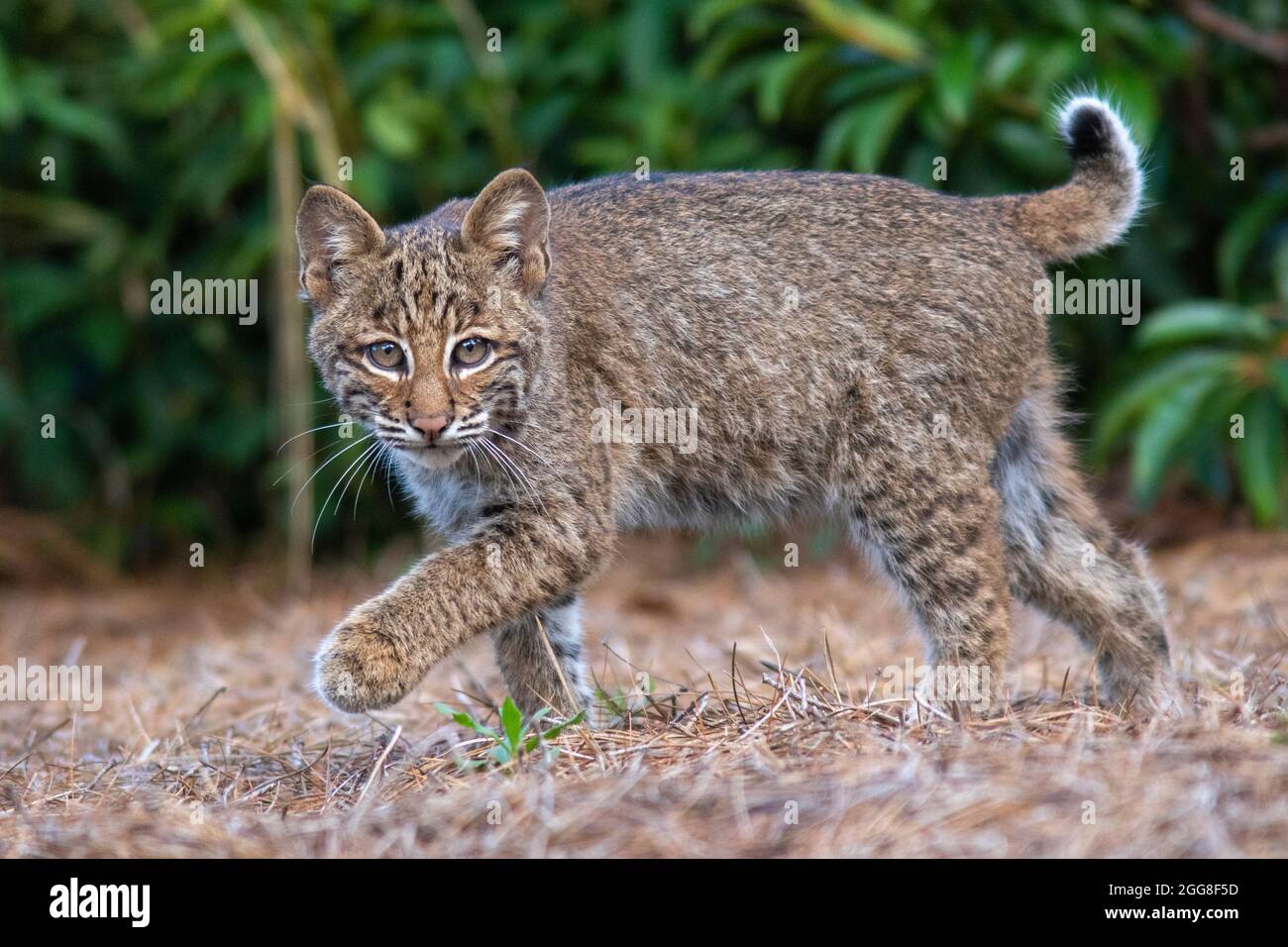 Chaton sauvage de Bobcat (Lynx rufus) - Brevard, Caroline du Nord, États-Unis Banque D'Images