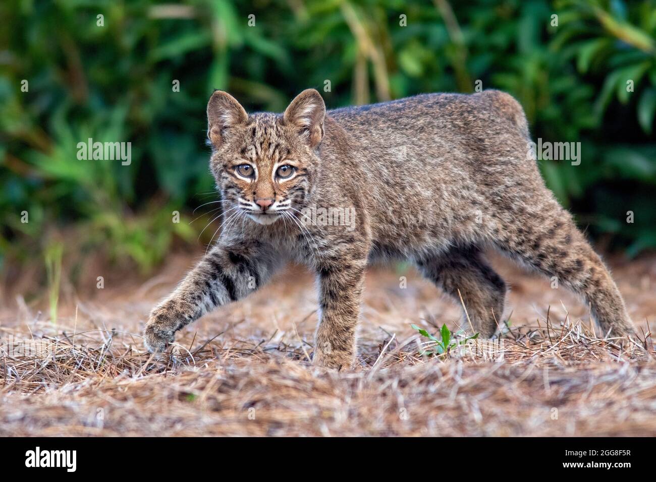 Chaton sauvage de Bobcat (Lynx rufus) - Brevard, Caroline du Nord, États-Unis Banque D'Images