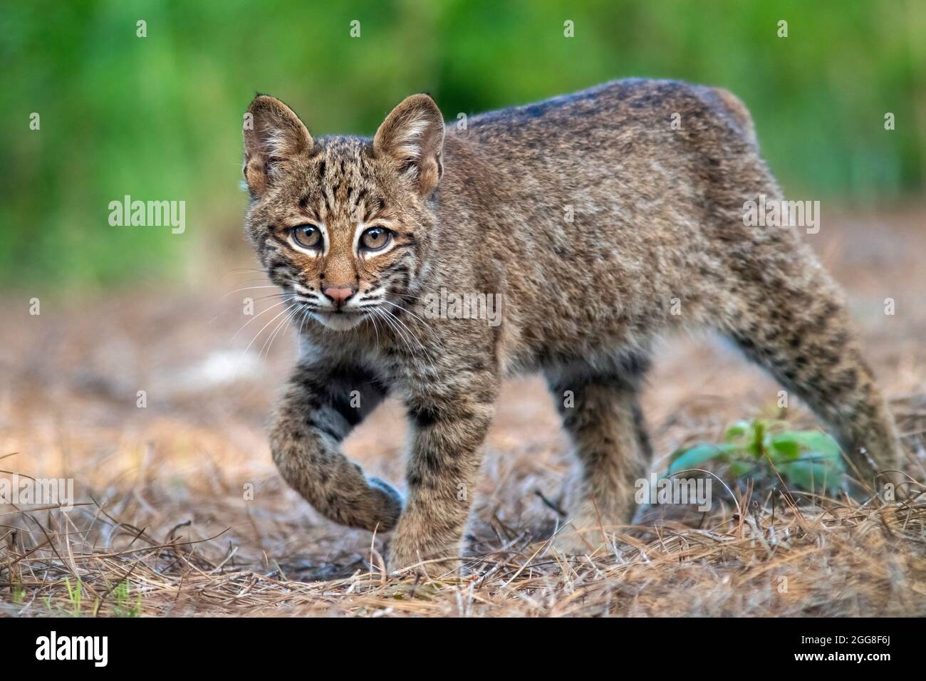Chaton sauvage de Bobcat (Lynx rufus) - Brevard, Caroline du Nord, États-Unis Banque D'Images