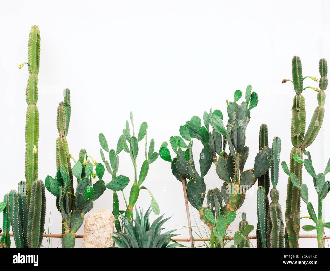 Diverses plantes de cactus vertes en croissance dans le jardin de cactus sur fond blanc. Banque D'Images