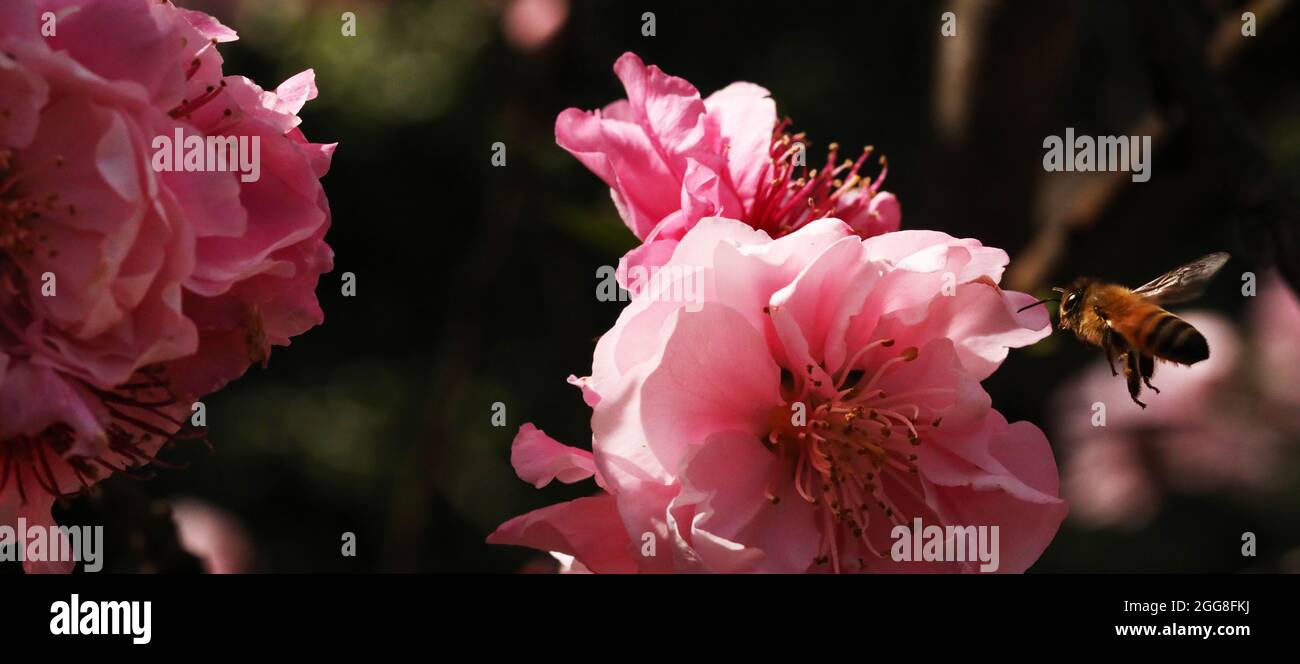 Un gros plan de fleur de fruits en pierre rose vif et frais avec une abeille sur le point d'atterrir sur la fleur ou les pétales pour recueillir le pollen. Thème du pollinisateur de printemps Banque D'Images