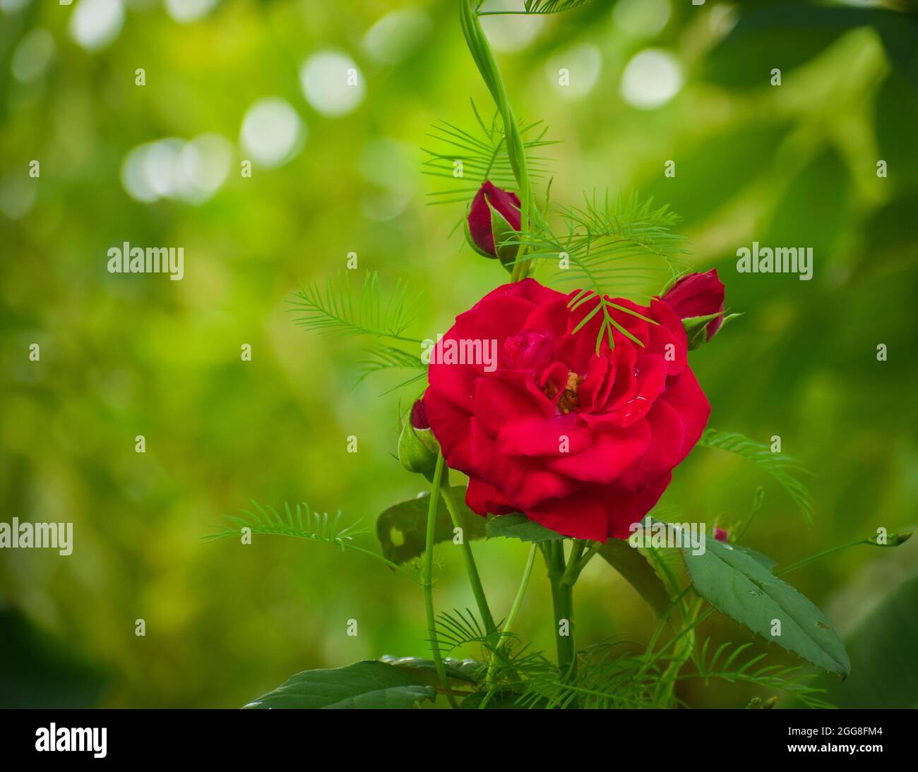 fleur de rose rouge avec feuilles vertes. Banque D'Images
