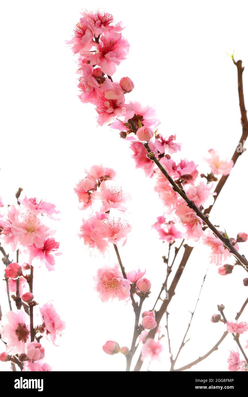 Image verticale de fleurs et de pétales de pêche rose ou de pierre sur un fond rétroéclairé lumineux. Banque D'Images