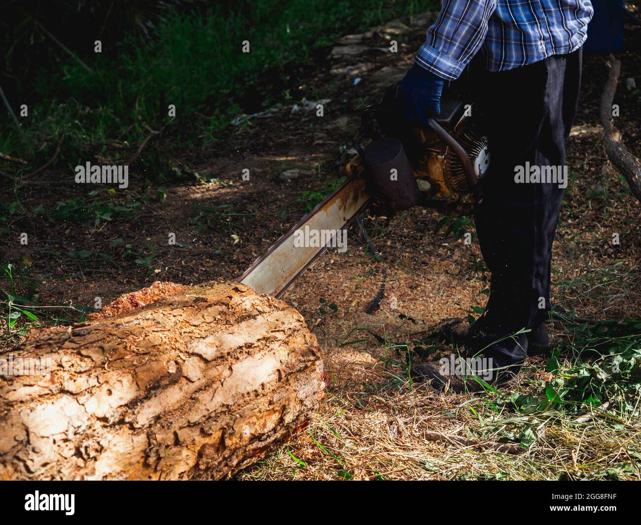 Tronçonneuse en mouvement coupant du bois. Ouvrier de bûcherons tenant une vieille tronçonneuse et sciant le bois, gros arbre dans le bois, sciure de bois qui survole. Banque D'Images