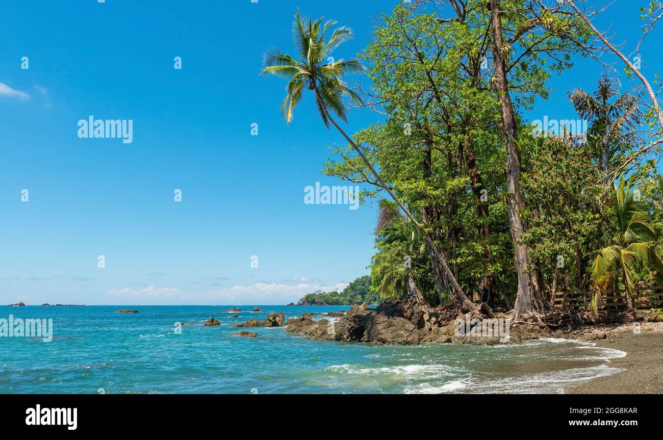 Plage en été avec palmiers, parc national du Corcovado, péninsule d'Osa, Costa Rica. Banque D'Images