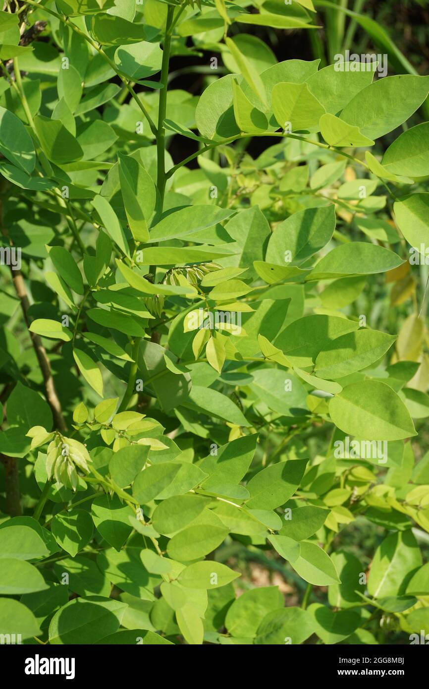 Dalbergia latifolia (également connu sous le nom de sonokeling, sanakeling, bois de rose) avec un fond naturel. Banque D'Images