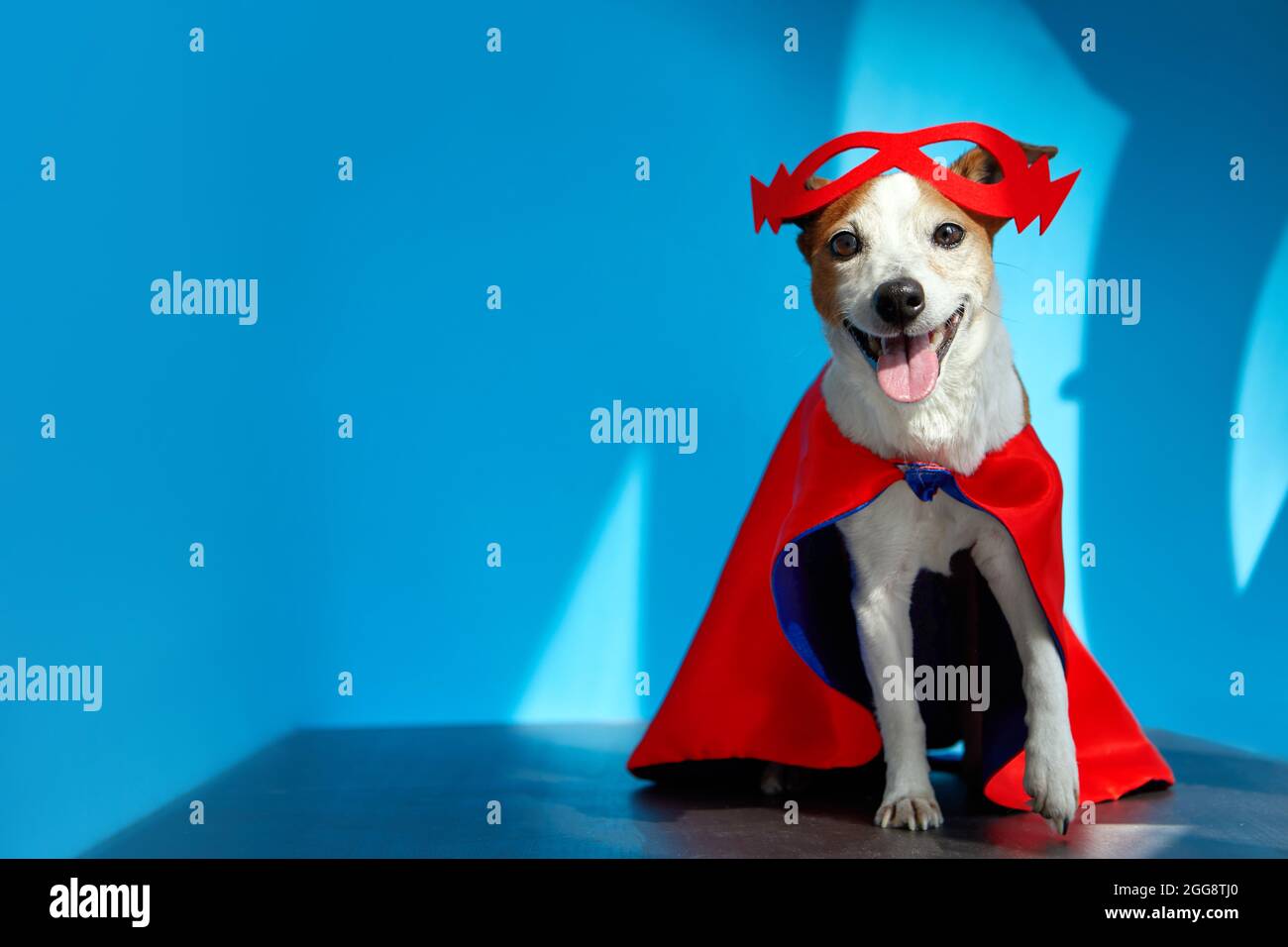 Mignon Happy Jack Russell Terrier chien habillé en rouge super-héros cape et masque regardant l'appareil photo avec la langue dehors sur fond bleu en studio avec li Banque D'Images Mignon Happy Jack Russell Terrier chien habillé en rouge super-héros cape et masque regardant l'appareil photo avec la langue dehors sur fond bleu en studio avec li Banque D'Images
