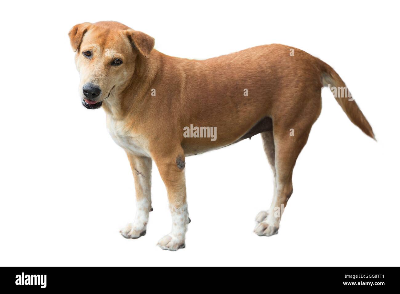 Un chien brun triste visage meurt sur le blanc isolé, focus sélectif. Banque D'Images
