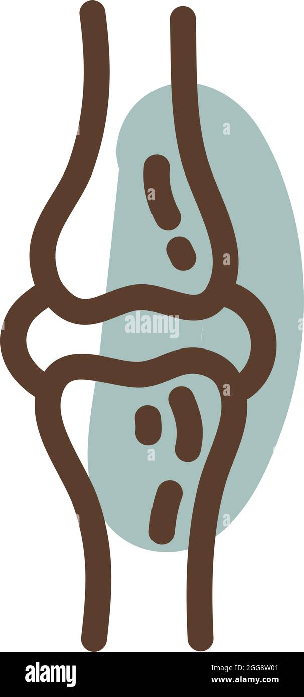 OS du genou humain, illustration, vecteur, sur fond blanc. Illustration de Vecteur