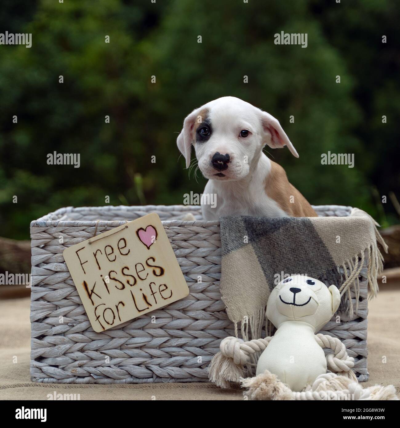 Mignon Bull Arab chiot regardant directement la caméra à l'extérieur dans le panier vers le haut pour adoption en Australie Banque D'Images