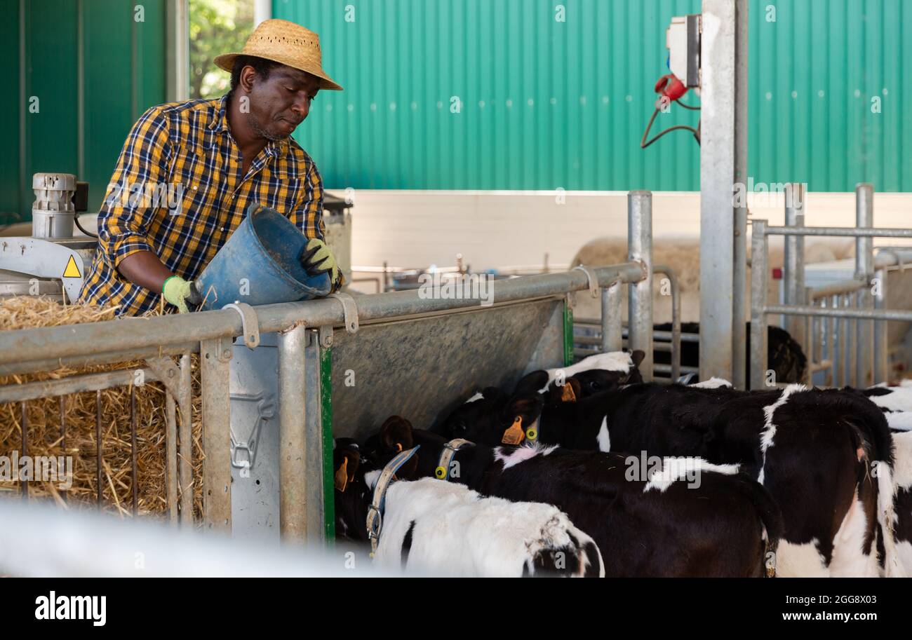 Homme afro-américain travaillant à la ferme, s'occupant de petits veaux dans une cabine extérieure Banque D'Images