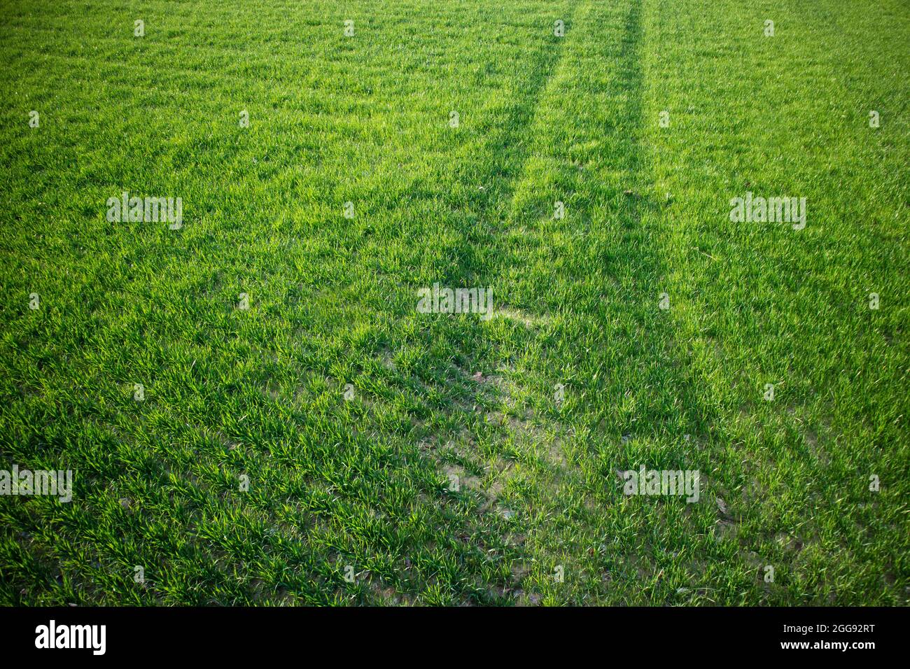 Vue de dessus d'un champ de blé frais et vert Banque D'Images
