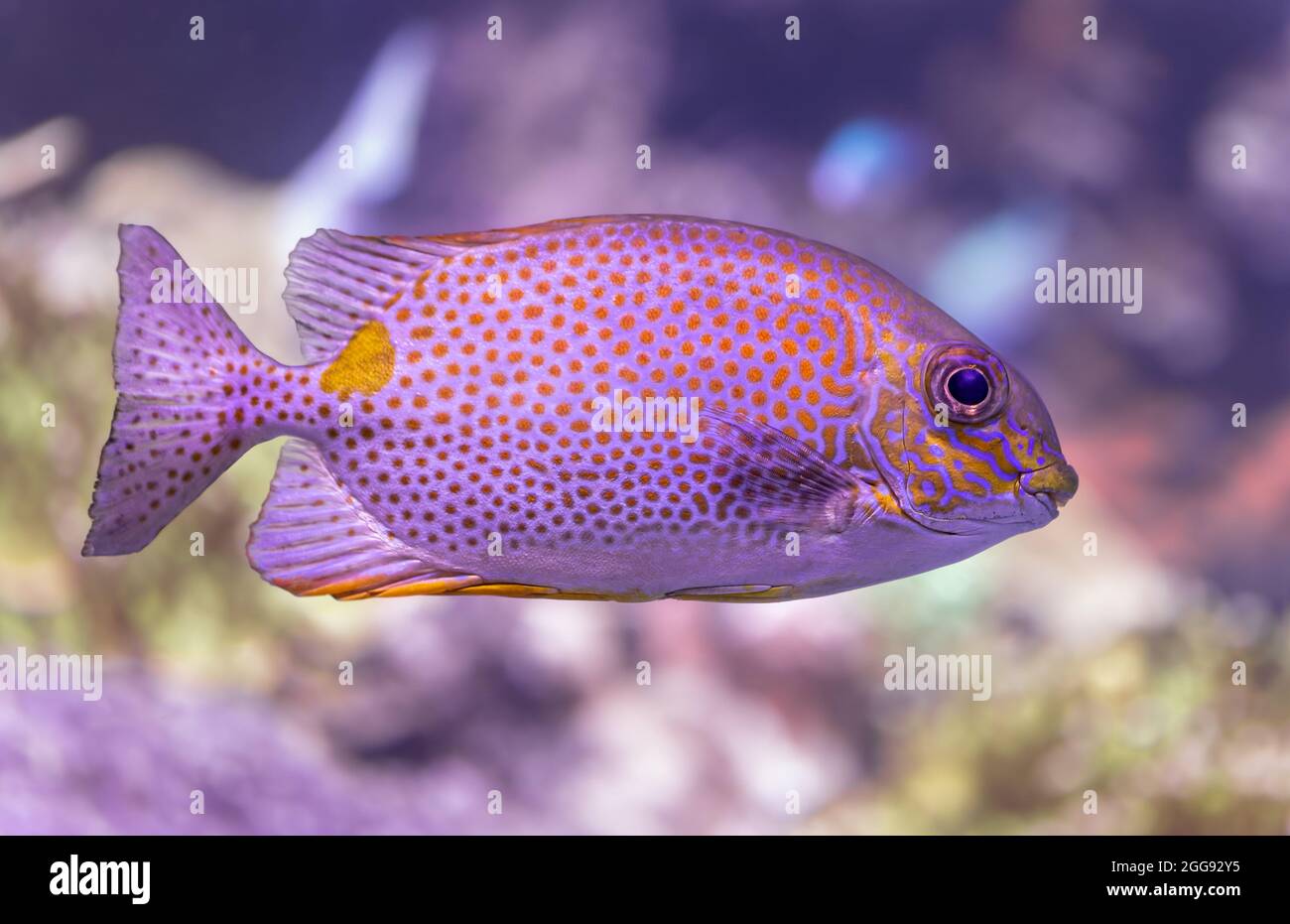 Vue rapprochée d'un poisson de lapin doré (Siganus guttatus) Banque D'Images