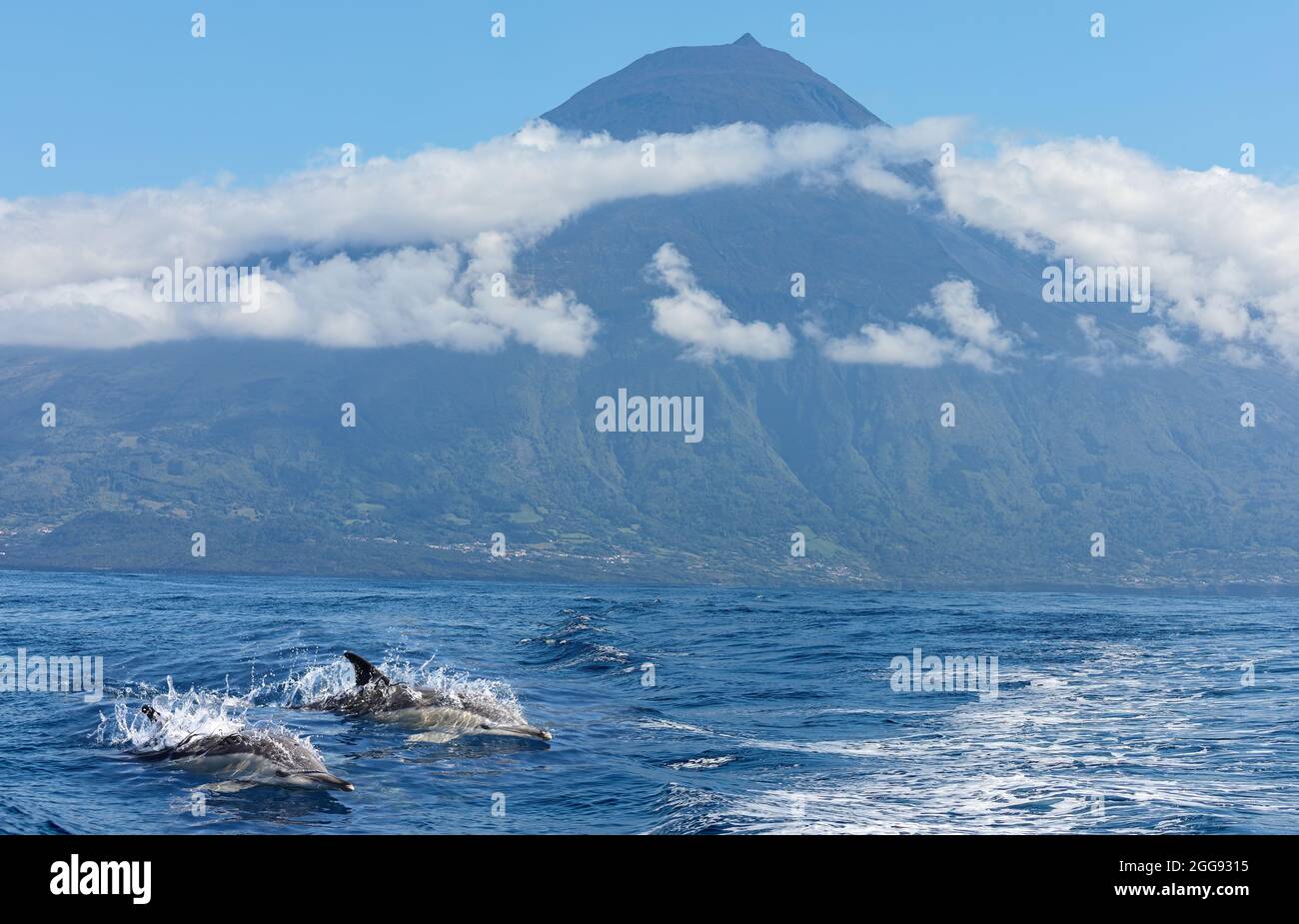Paire de dauphins communs devant le volcan Pico, îles des Açores Banque D'Images