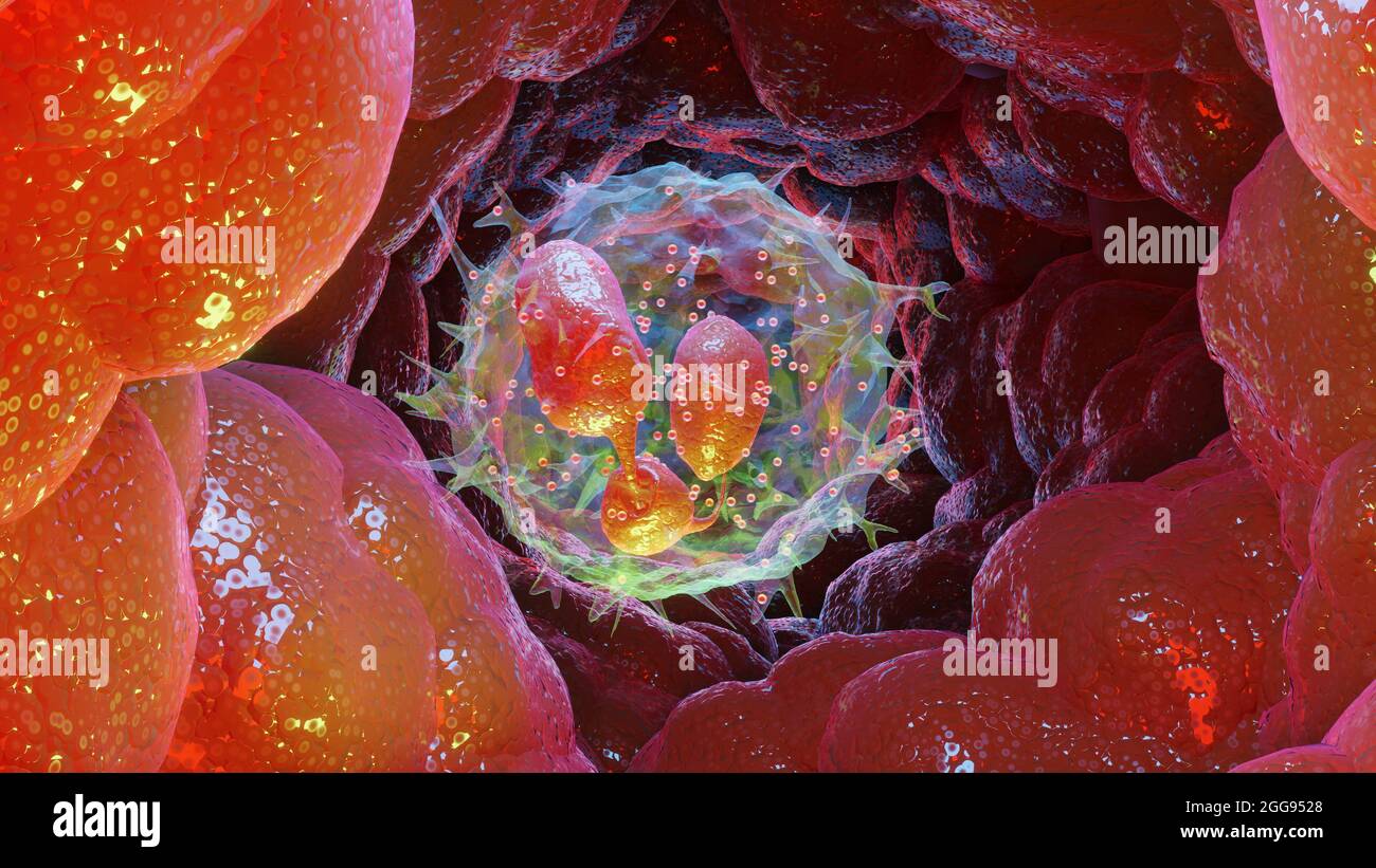 Illustration 3d des leucocytes de type Neutrophiles, globules blancs, rendu 3d Banque D'Images