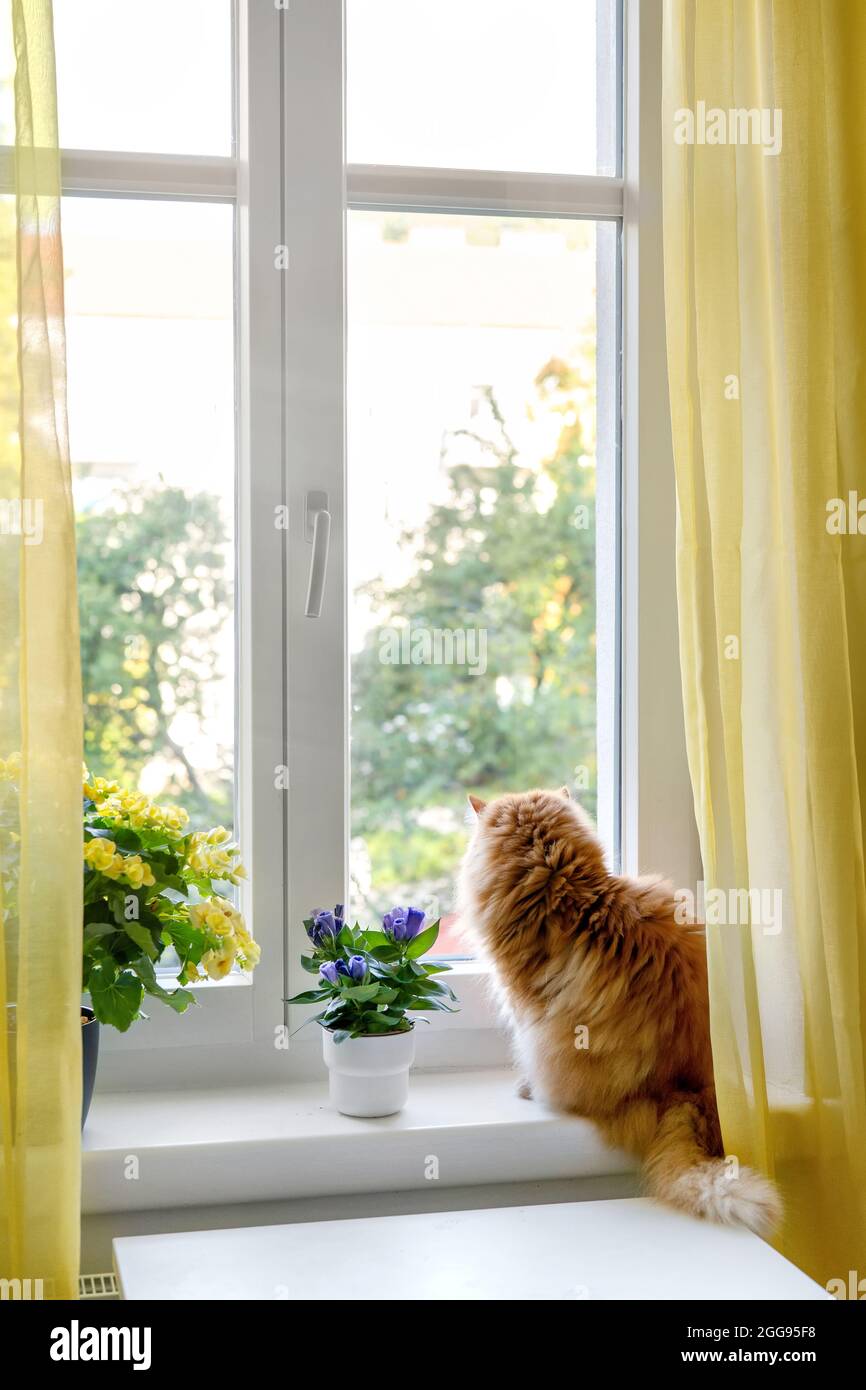 Le chat de gingembre se trouve à côté des fleurs en pot au seuil de la fenêtre Banque D'Images